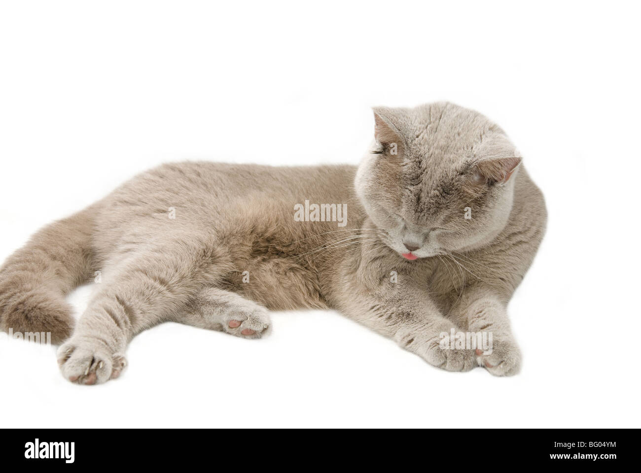 British cat on a white background Stock Photo