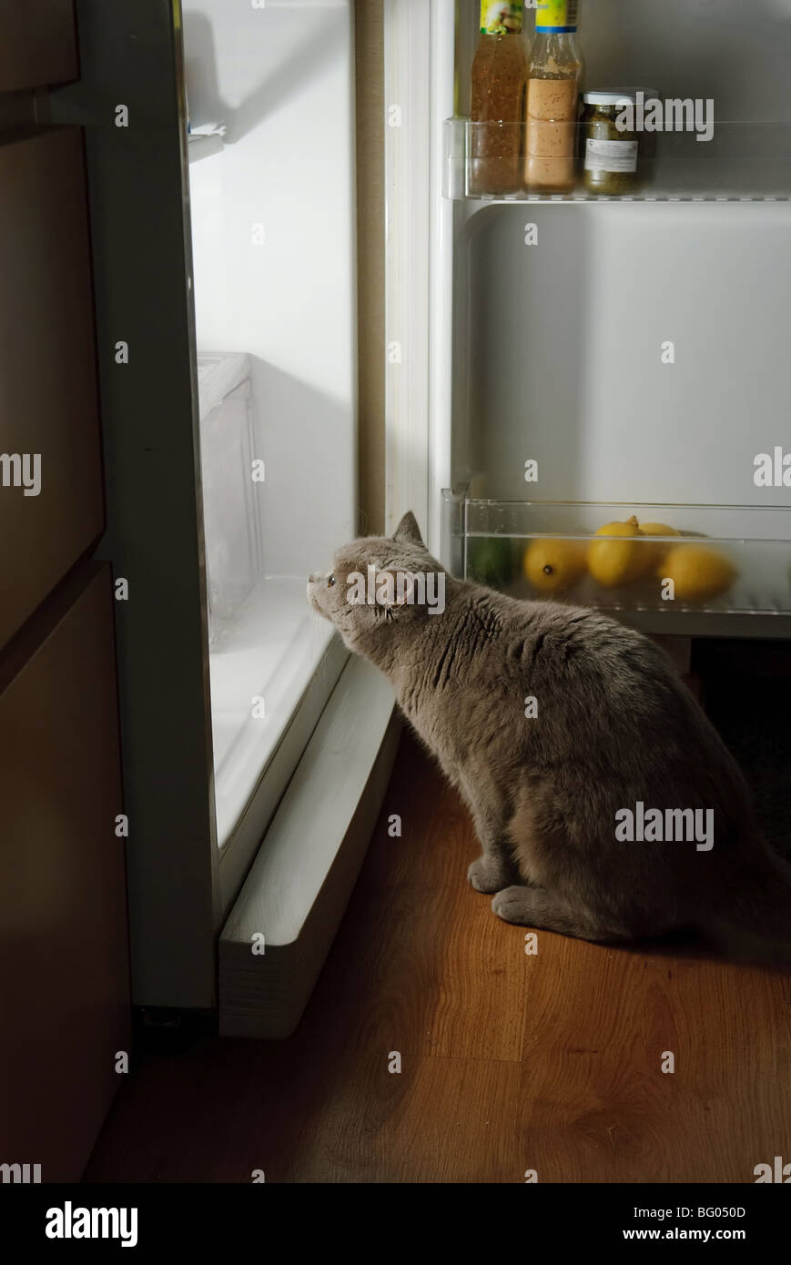 cat looking for meat in the refrigerator Stock Photo