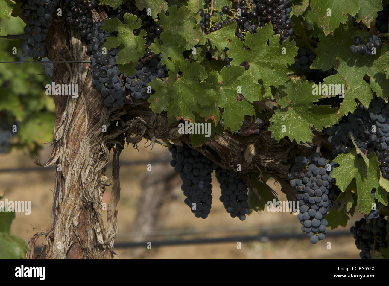 Ripe grapes on the vine Stock Photo