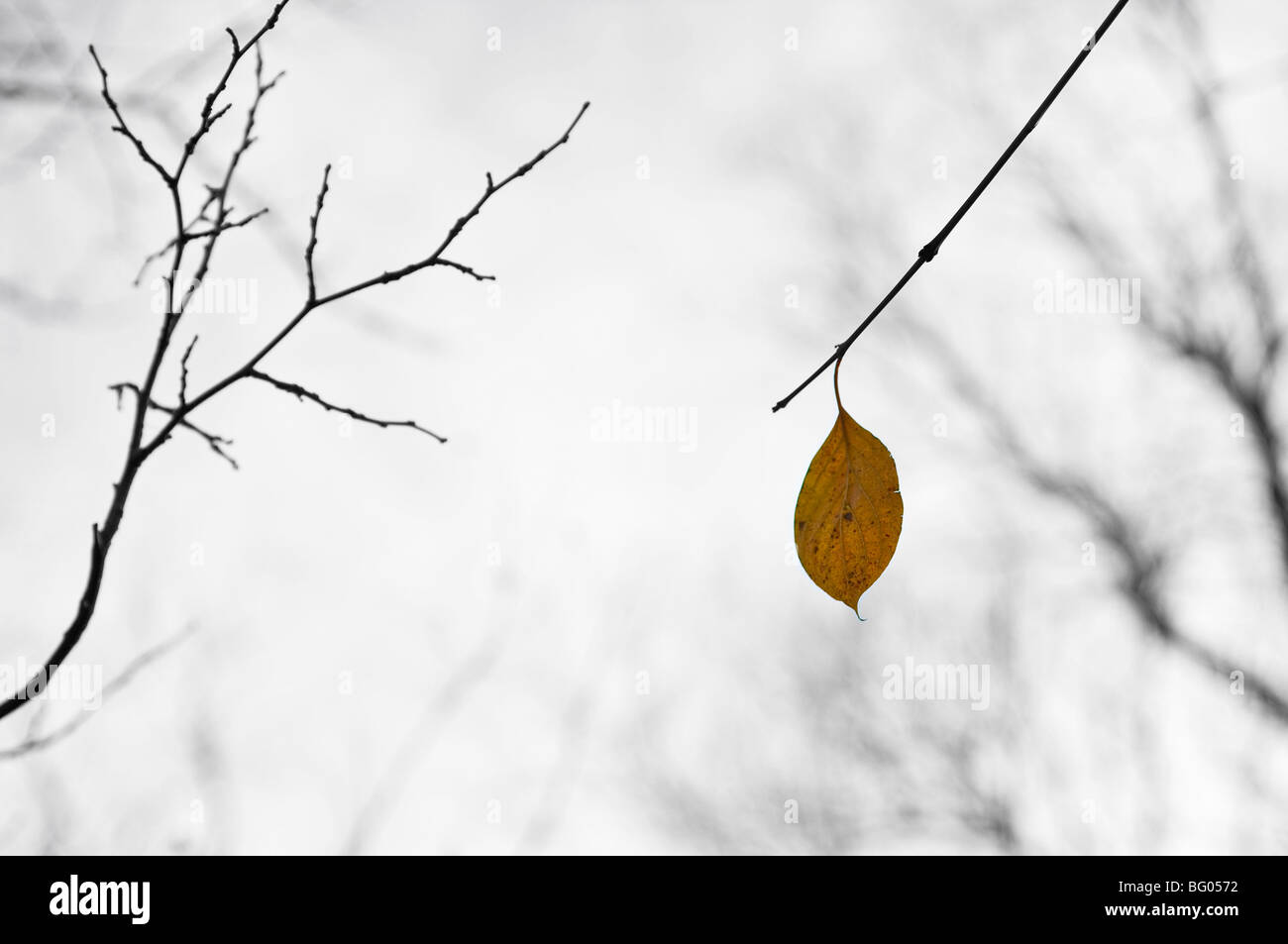 yellow lonesome leaf Stock Photo