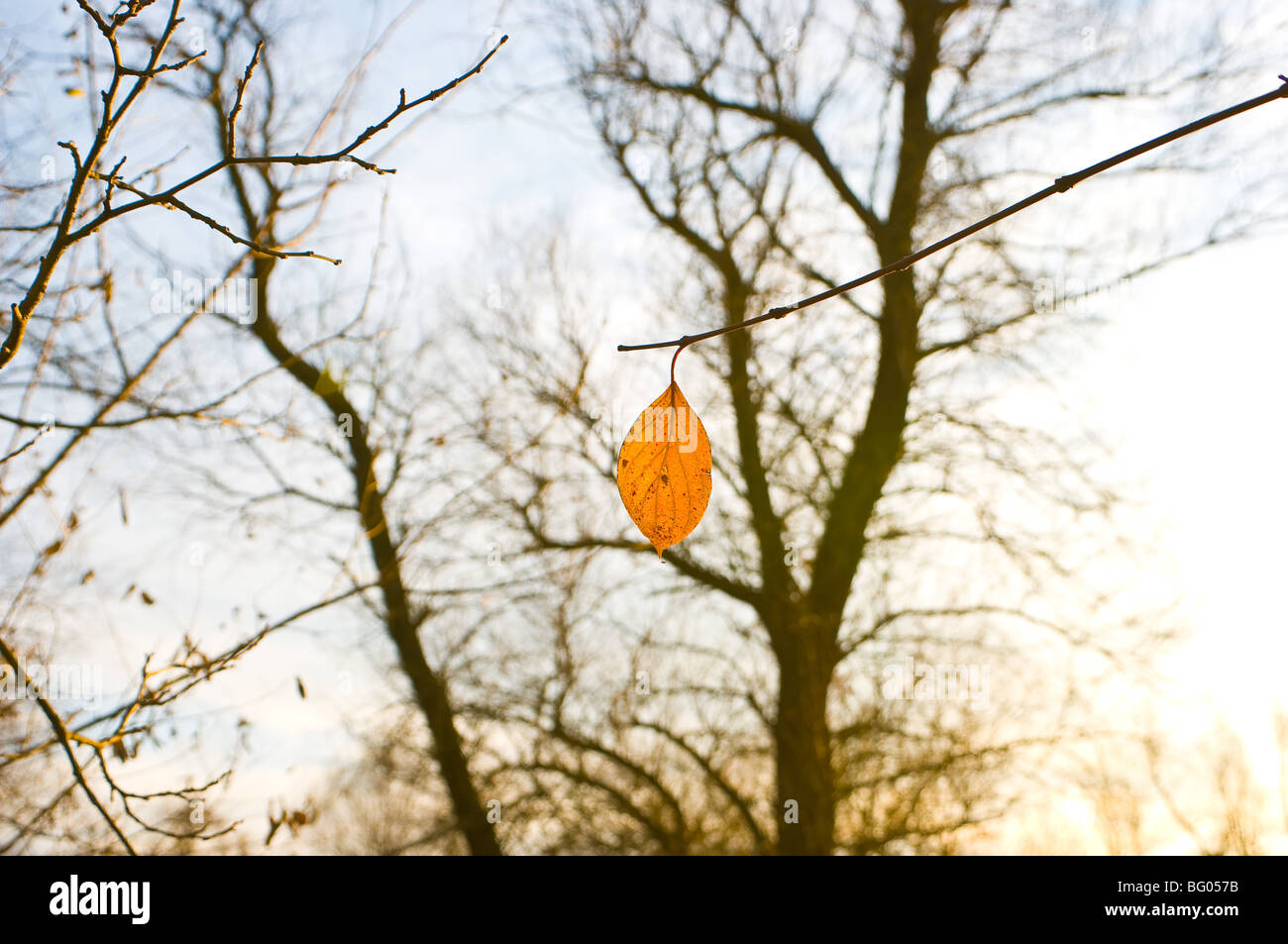 yellow lonesome leaf Stock Photo