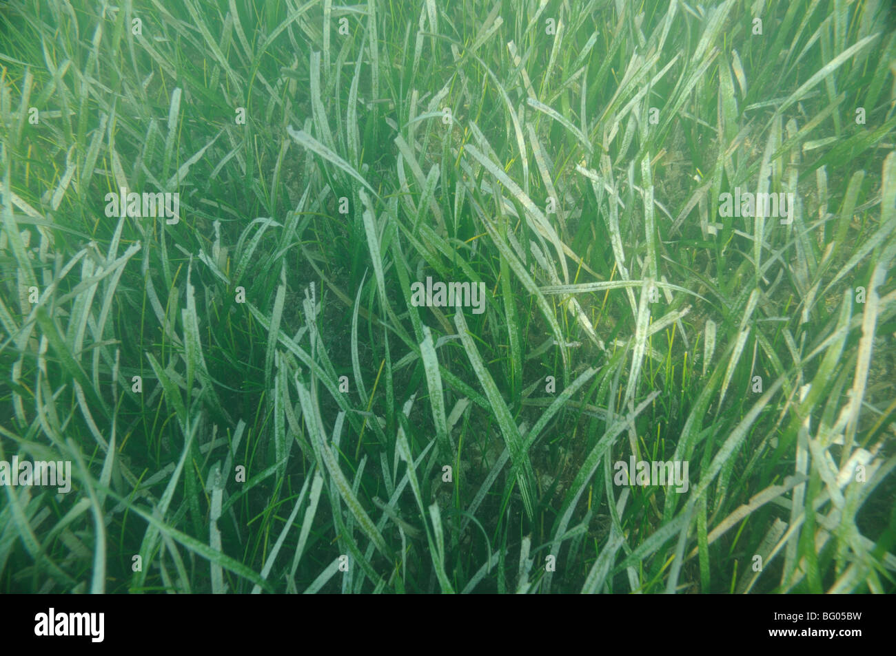 underwater image of aquatic plants Stock Photo Alamy