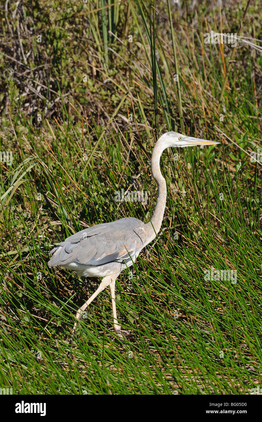 Great Blue Heron (Ardea Herodias) in the Everglades, Florida Stock Photo