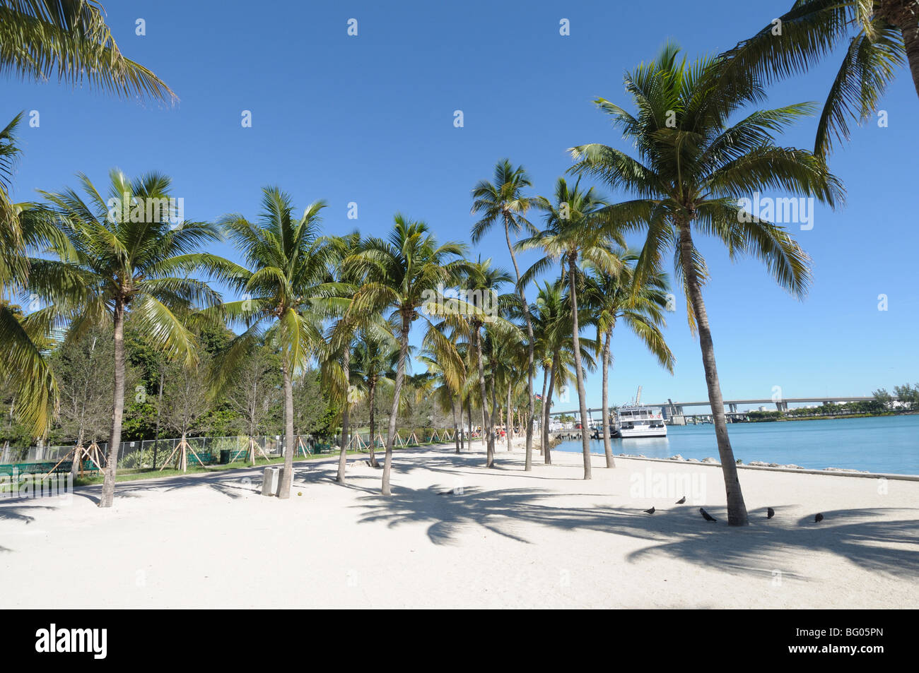 Palm Trees in Downtown Miami, Florida USA Stock Photo