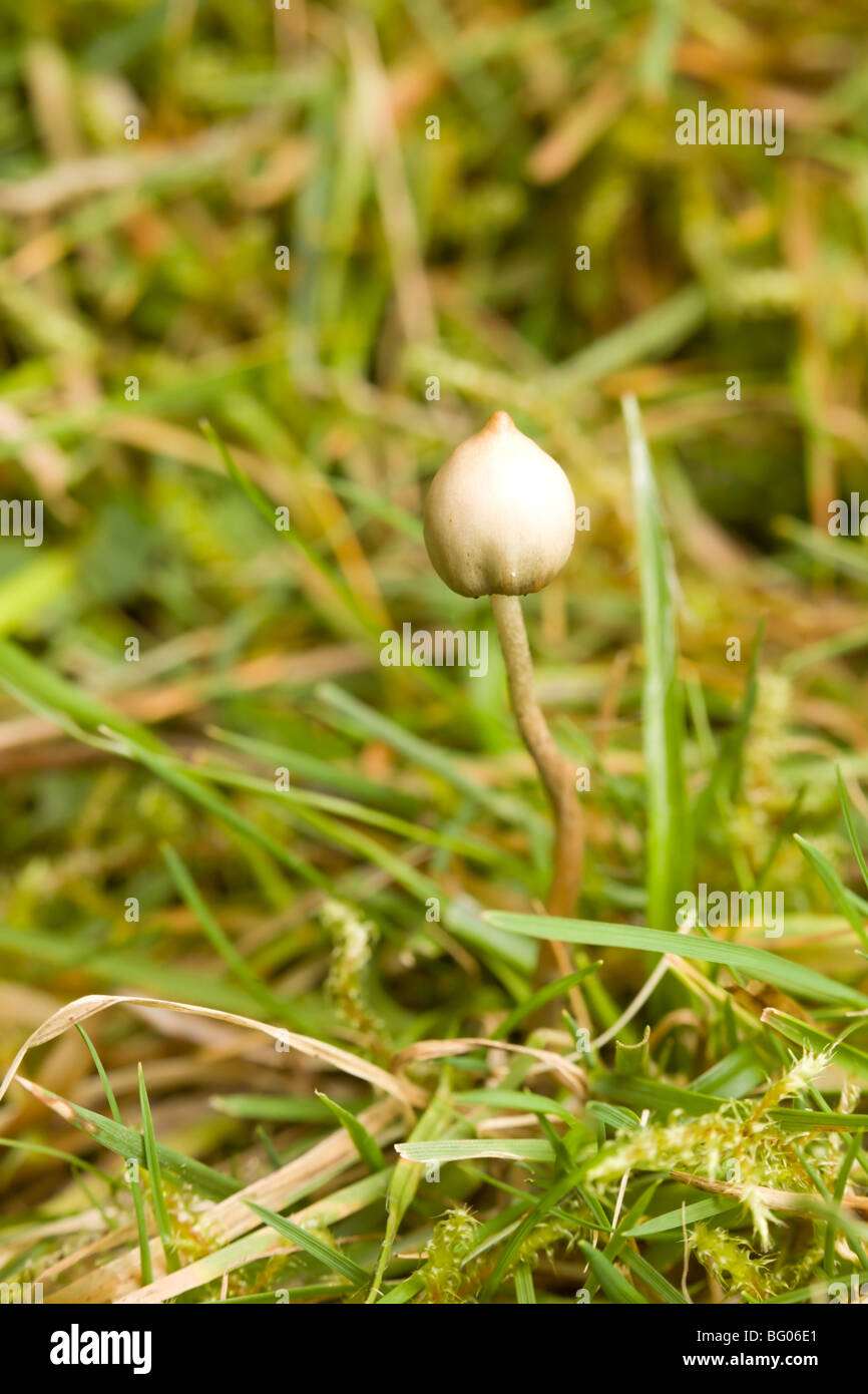 Liberty Cap mushroom (Psilocybe semilanceata) Stock Photo