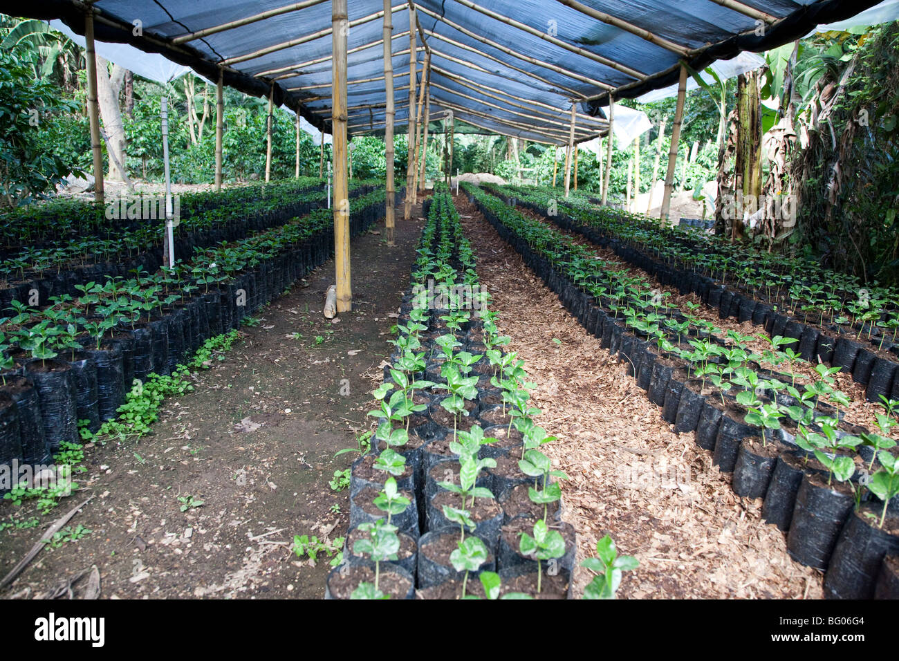 Beneficio de Cafe La Azotea, Jocotenango, Antigua, Guatemala Stock