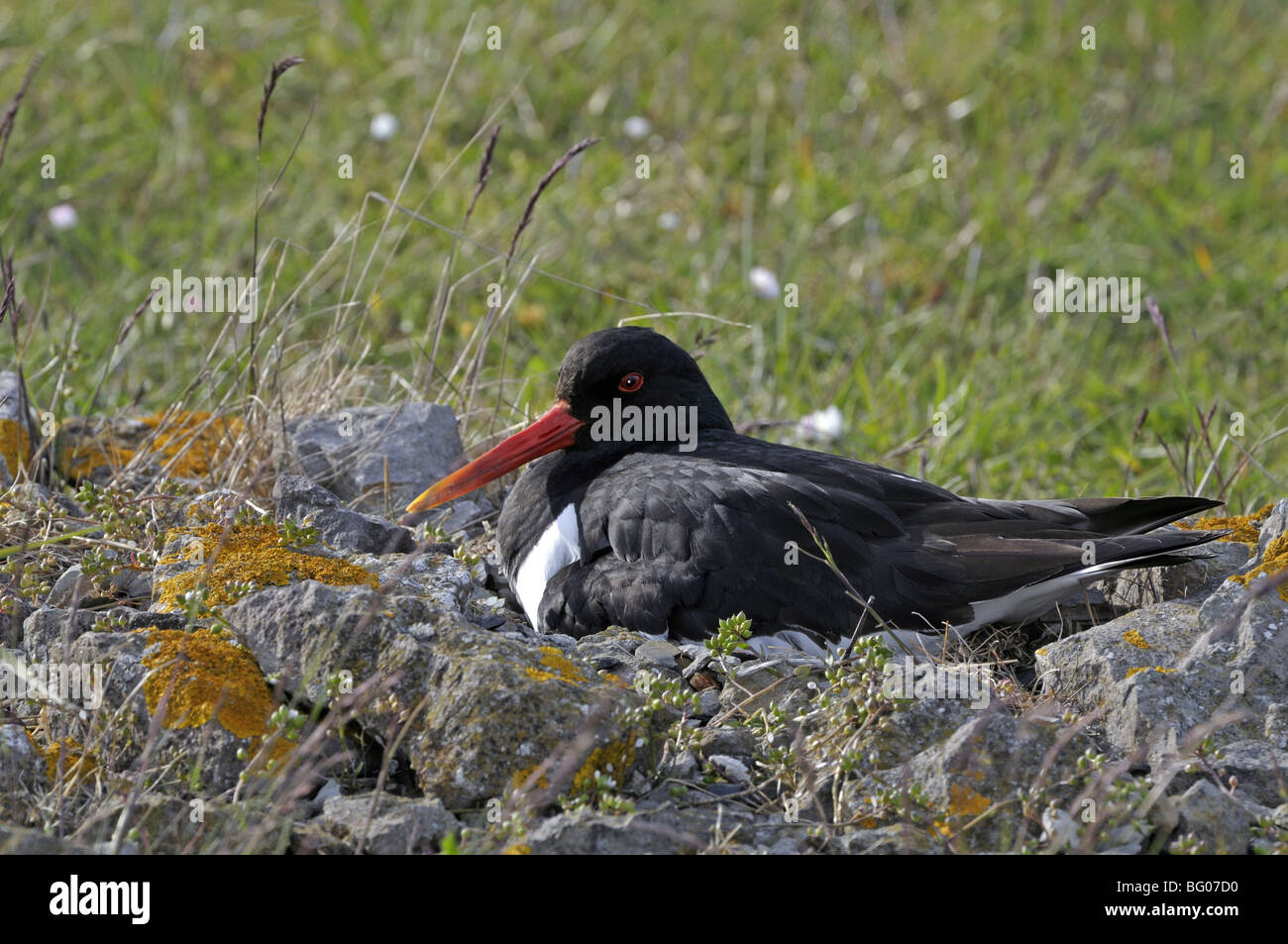 Oystercatcher (Haematopus ostralegus), adult incubating eggs Stock