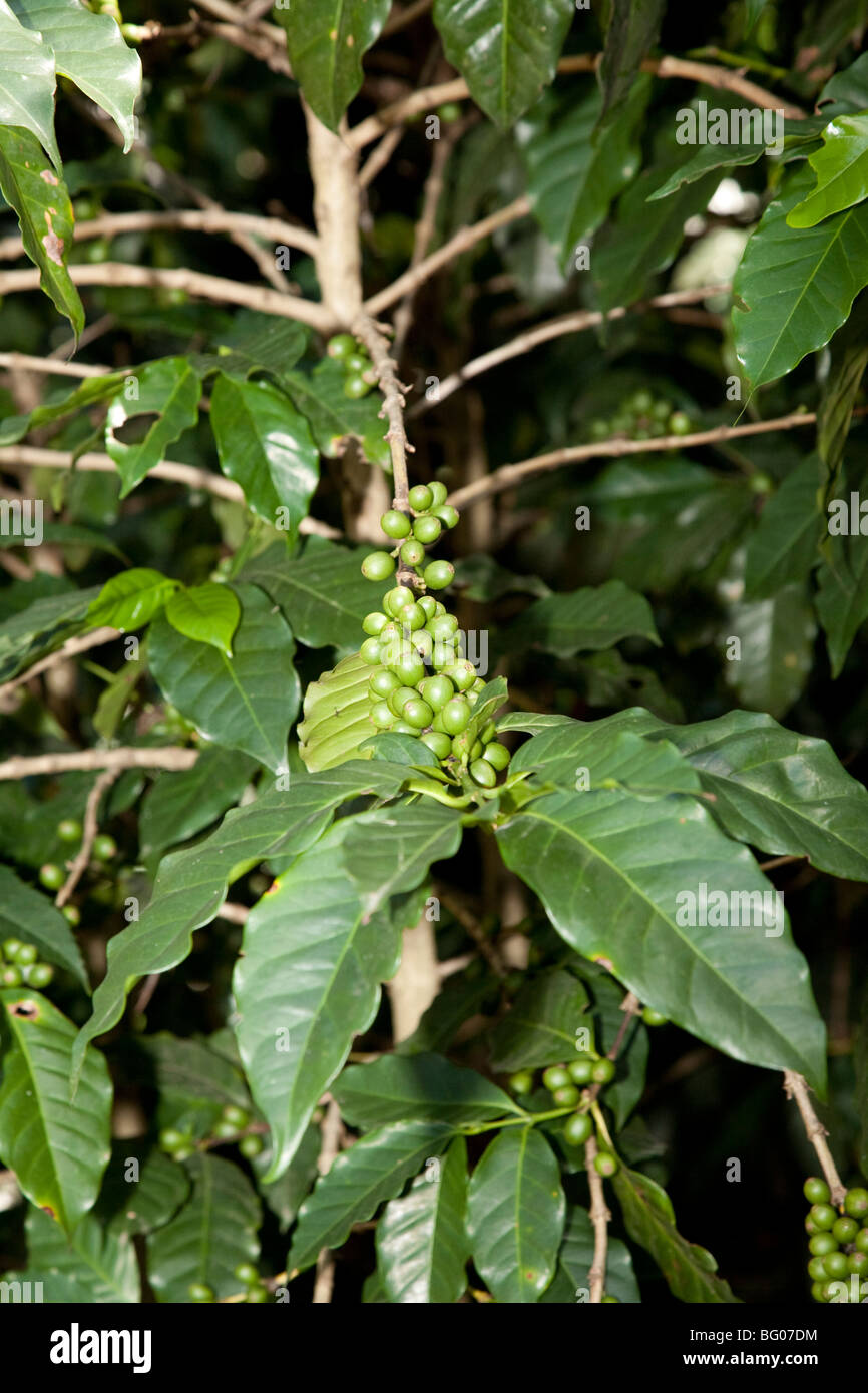 Organic and shade grown coffee on the Coffee Farm Finca Los Nietos near Antigua Guatemala. Stock Photo
