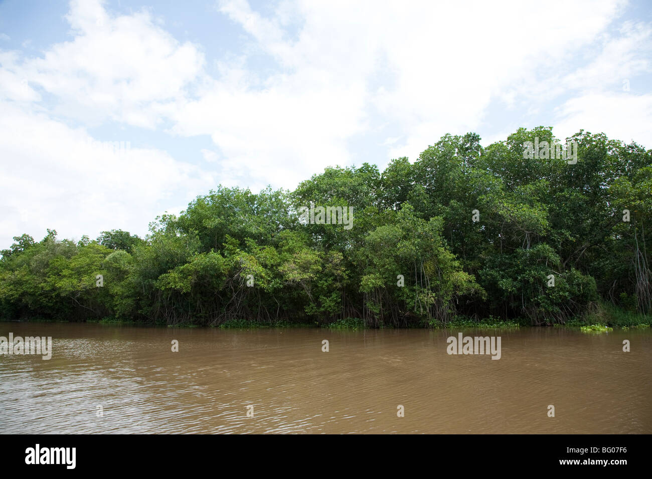 Mangrove Swamp. Monterrico Nature Reserve, Reserva Natural de Usos Multiples. Stock Photo