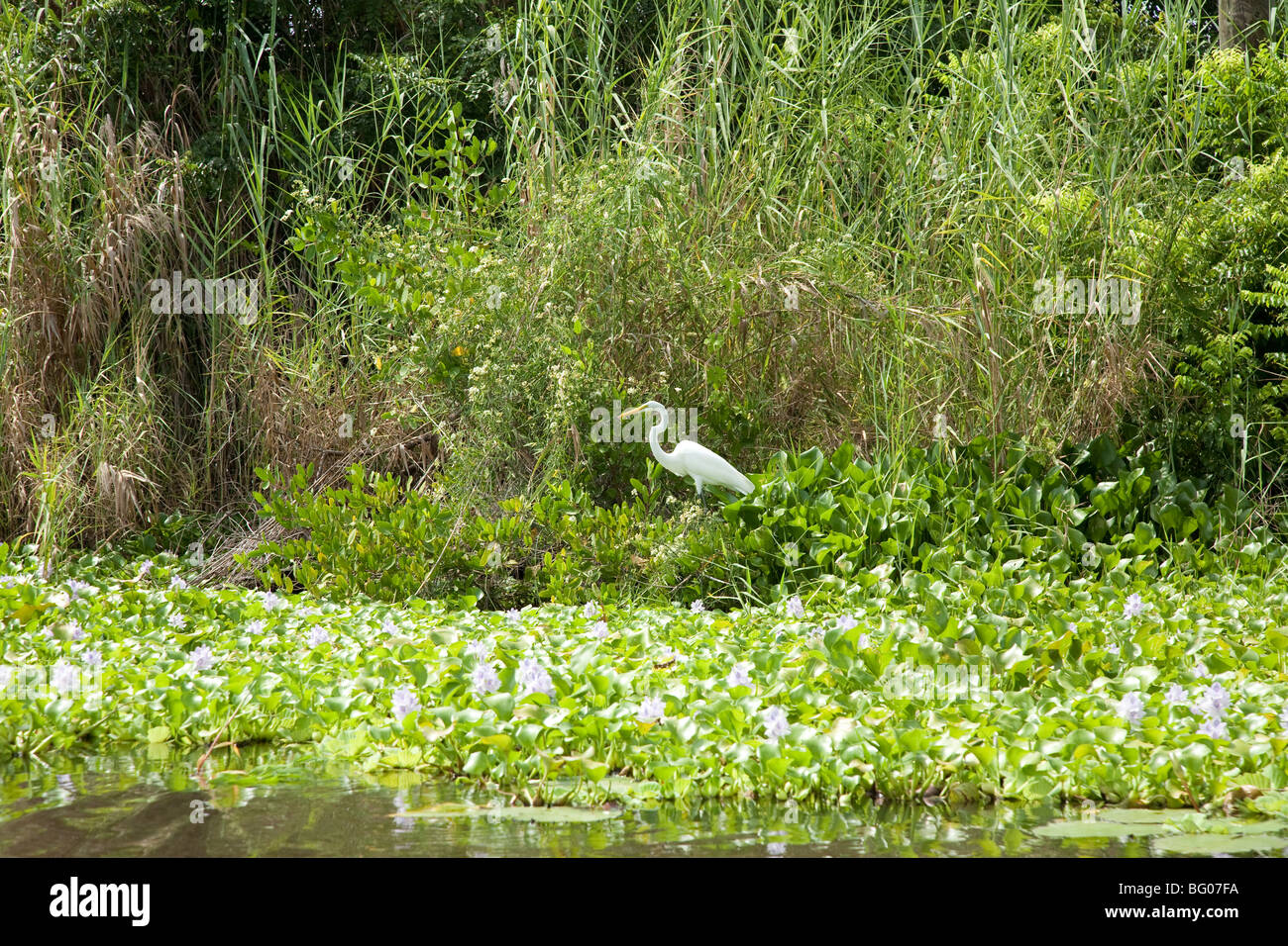 Heron. Monterrico Nature Reserve, Reserva Natural de Usos Multiples. Stock Photo