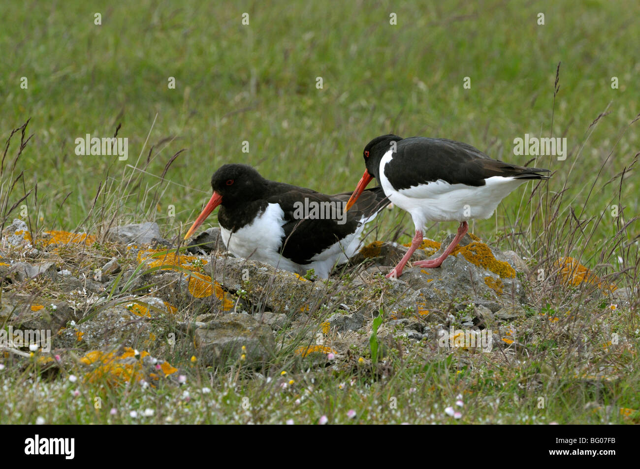 Oystercatcher (Haematopus ostralegus), pair at nest Stock Photo Alamy
