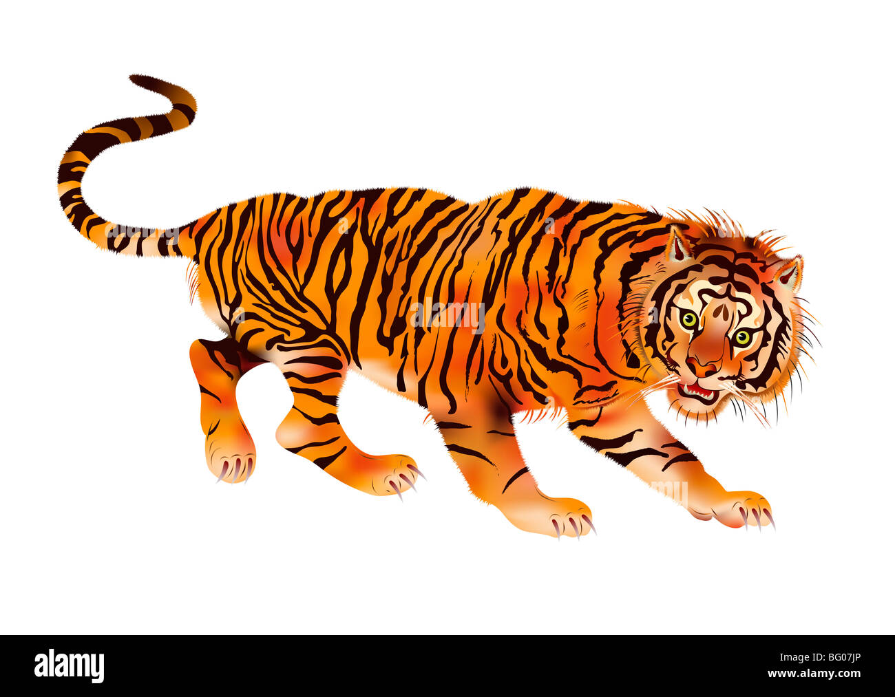 tiger - beast of prey Stock Photo