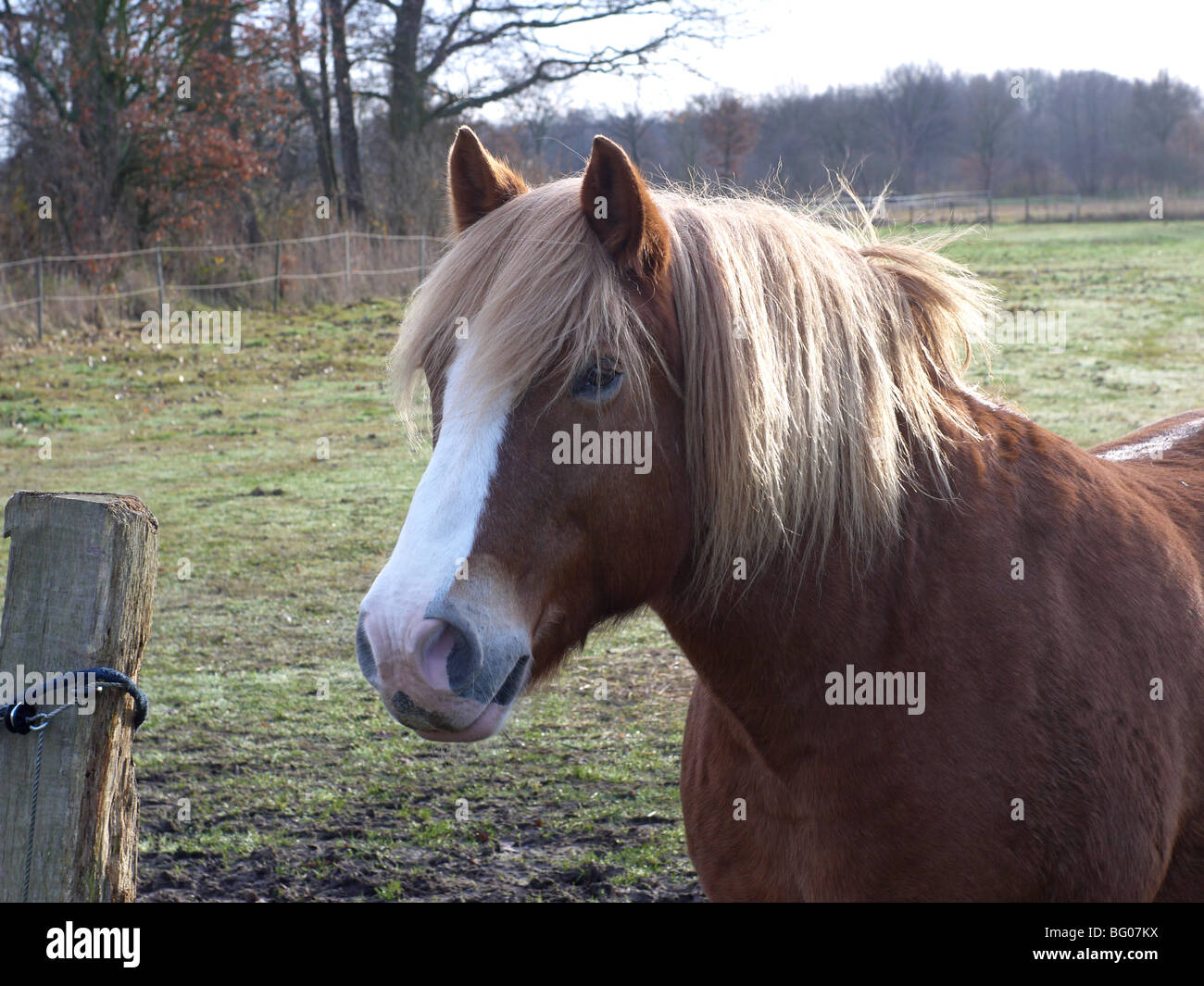 Jona, a Noriker gelding on a pasture in Barum, Elbmarsch, Germany. Stock Photo