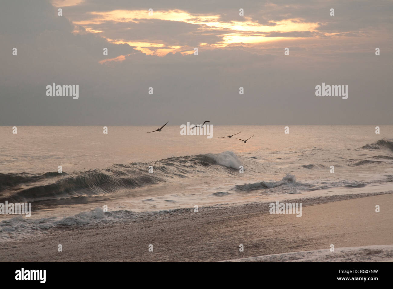 Migrating Pelicans at sunset. Monterrico Nature Reserve, Reserva Natural de Usos Multiples. Stock Photo