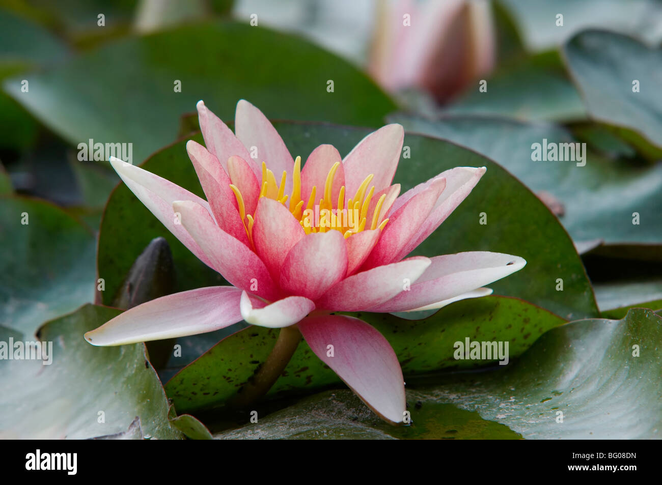 water lily on the water Stock Photo - Alamy