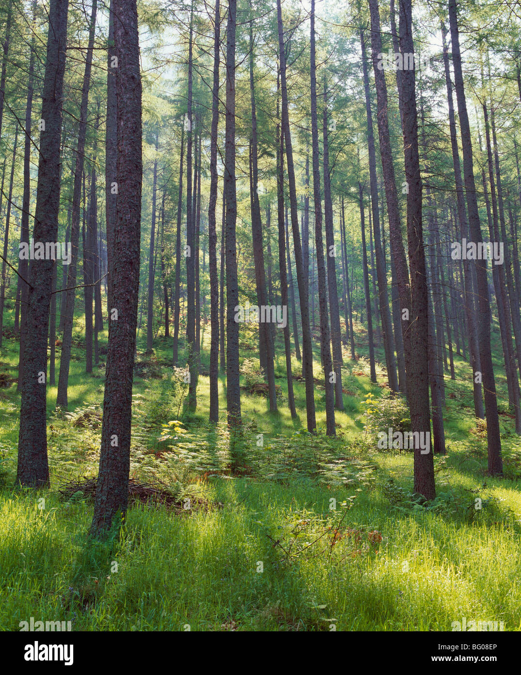 Pine trees in Great Wood, Borrowdale, Lake District, Cumbria, England, United Kingdom, Europe Stock Photo