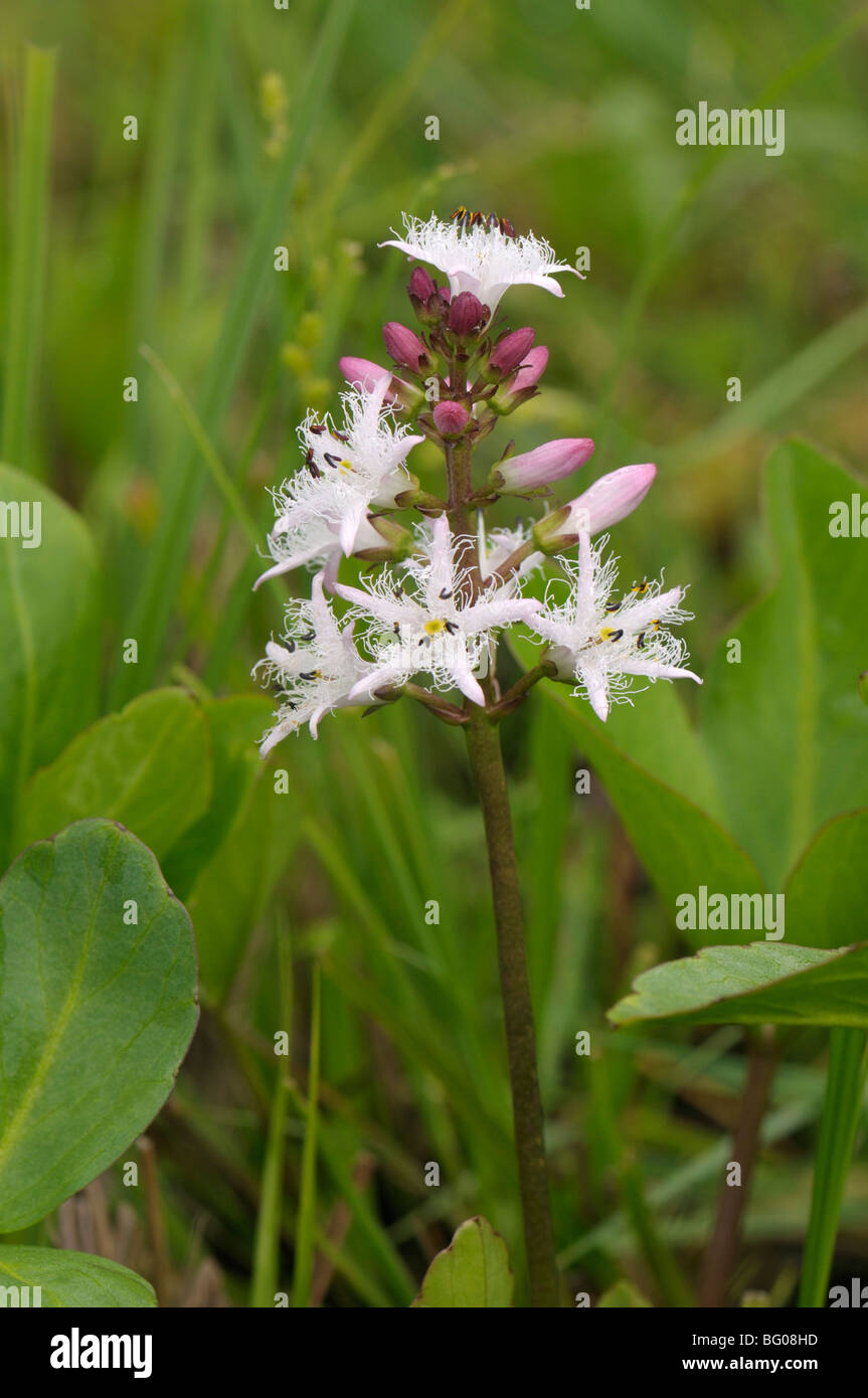Bogbean, Marsh Trefoil (Menyanthes trifoliata), flowering stalk. Stock Photo