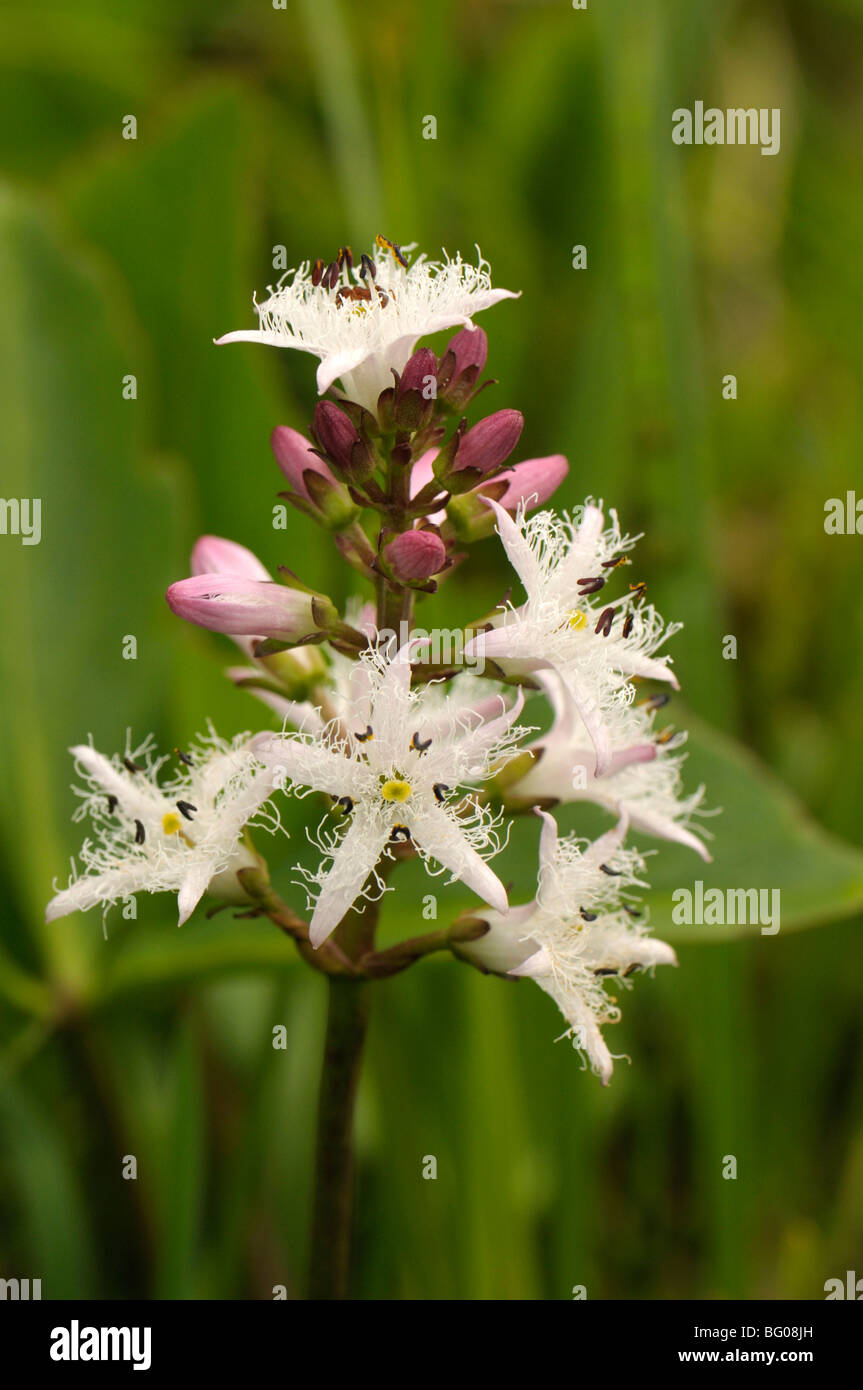 Bogbean, Marsh Trefoil (Menyanthes trifoliata), flowering stalk. Stock Photo
