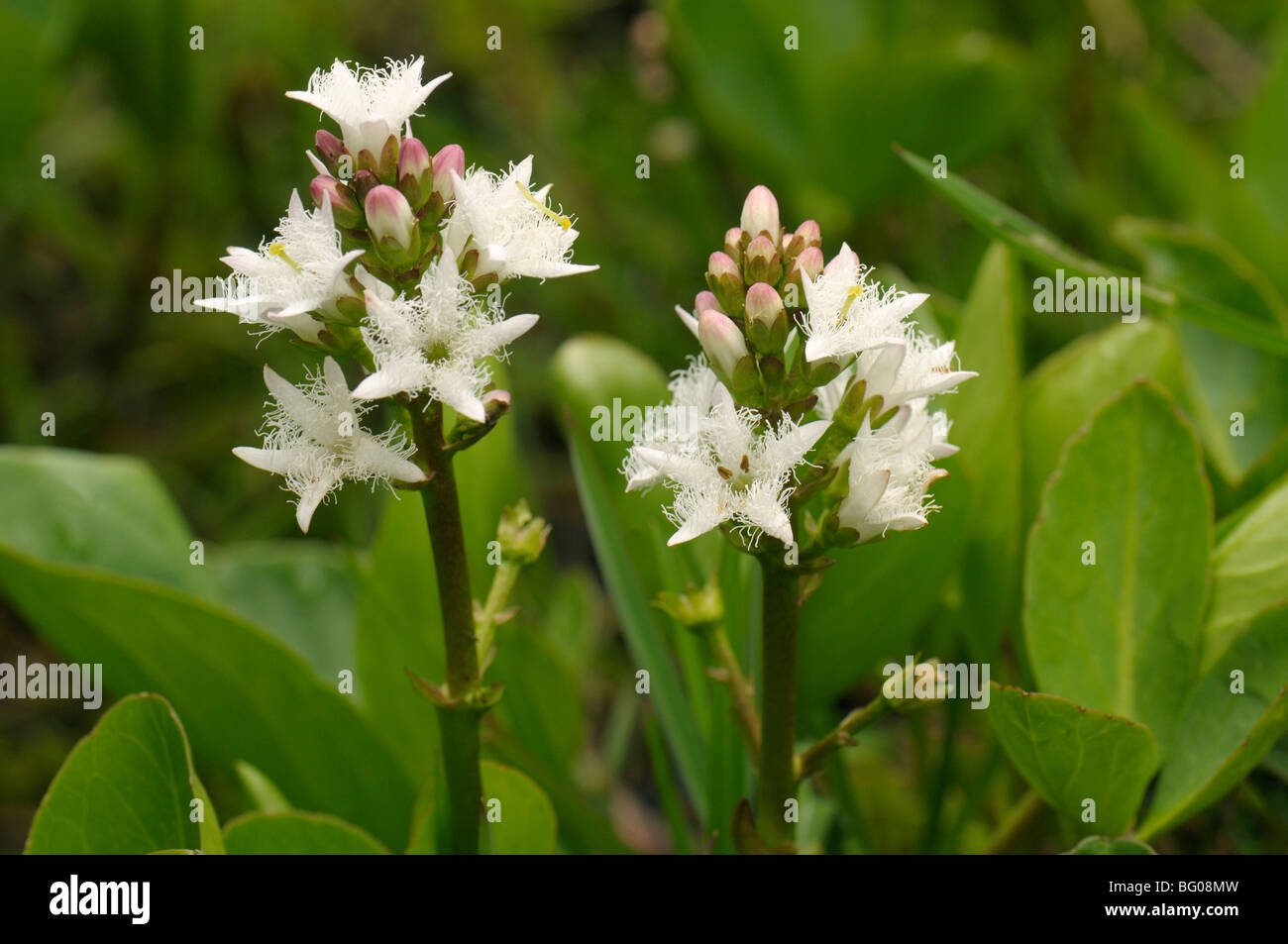 Bogbean, Marsh Trefoil (Menyanthes trifoliata), flowering plants. Stock Photo