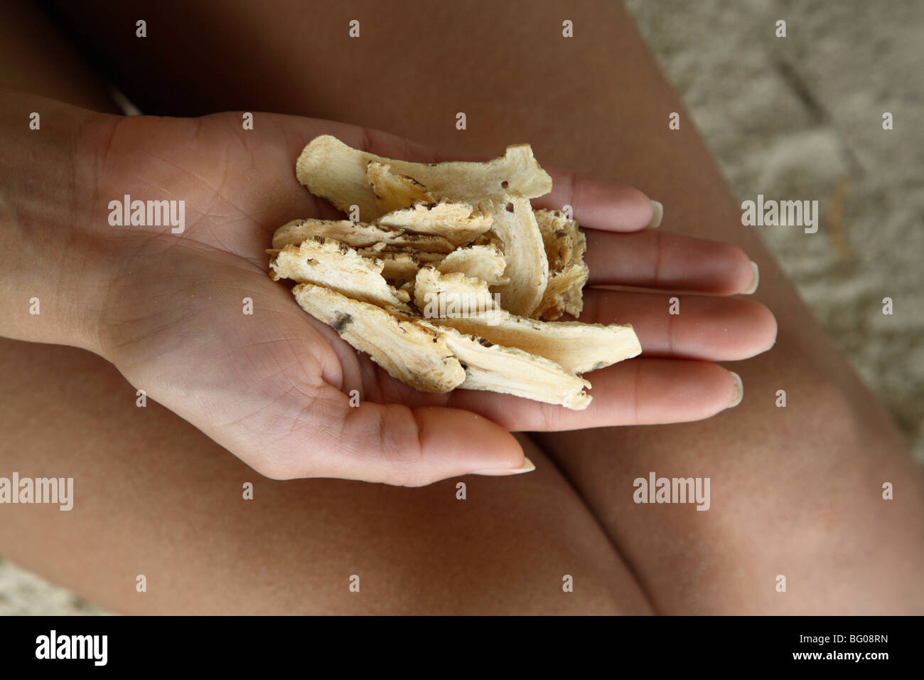 Astragalus, used to protect and support the immune system Stock Photo