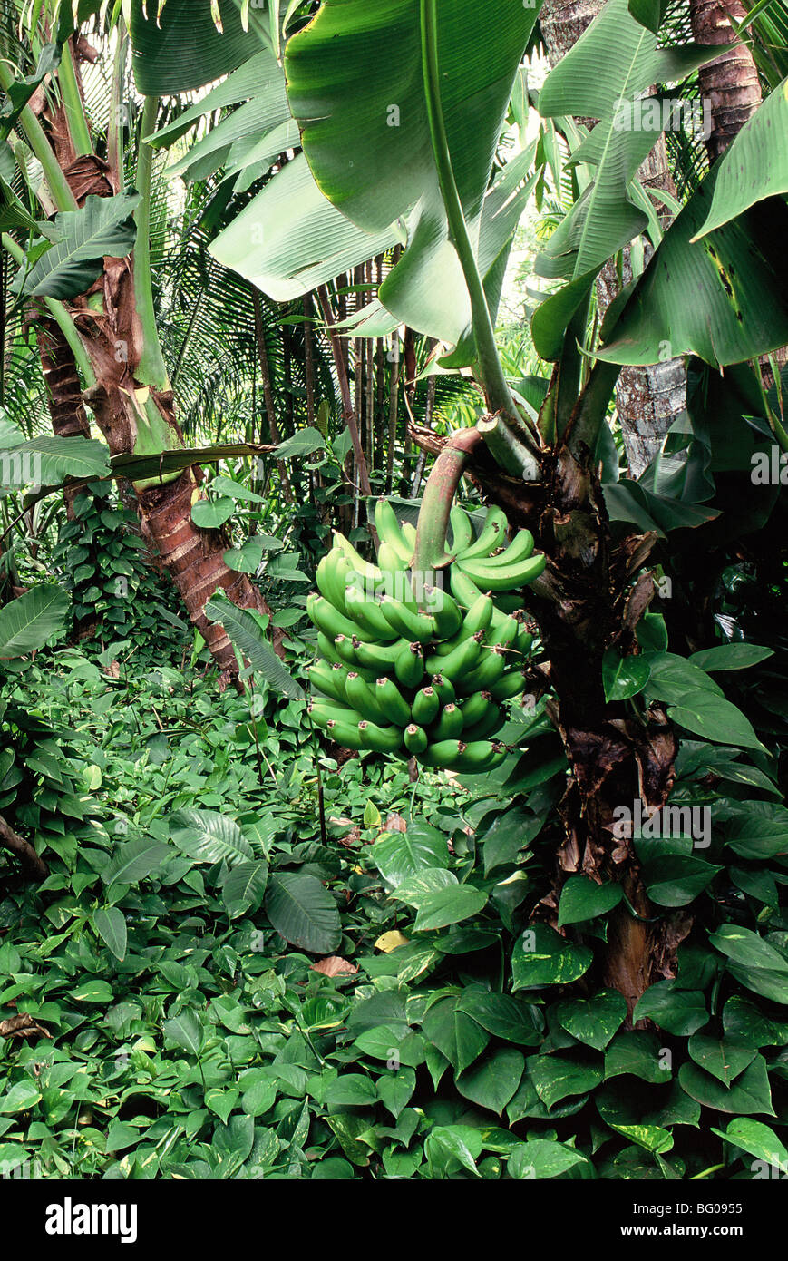 Banana tree hires stock photography and images Alamy