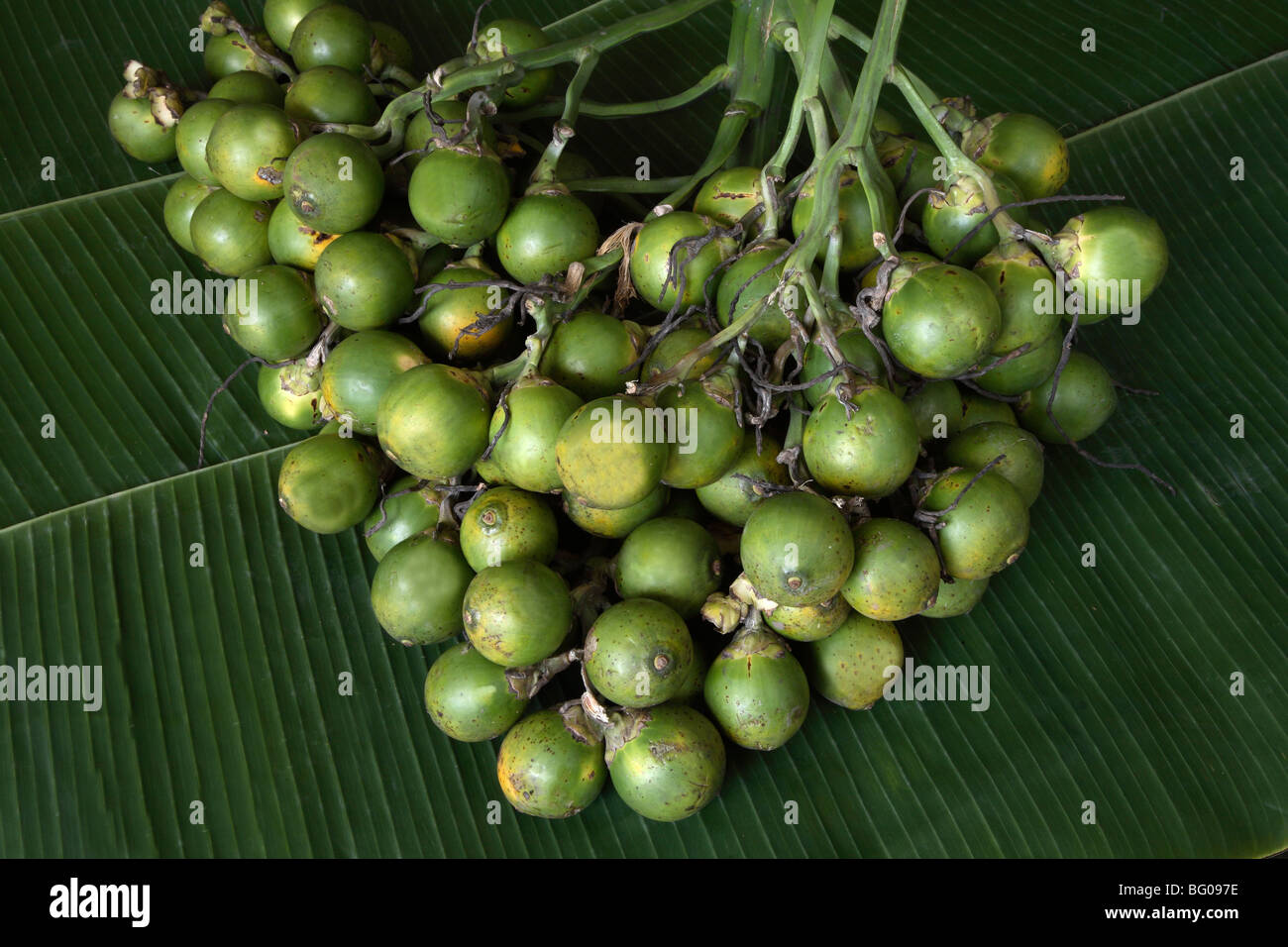 Betel nut, reported to be anti-parasitic, laxative, it also increases heart rate and blood pressure, India Stock Photo