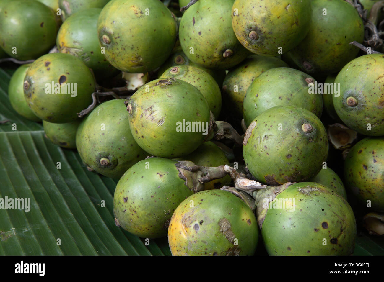 Betel nut, reported to be anti-parasitic, laxative, it also increases heart rate and blood pressure, India Stock Photo