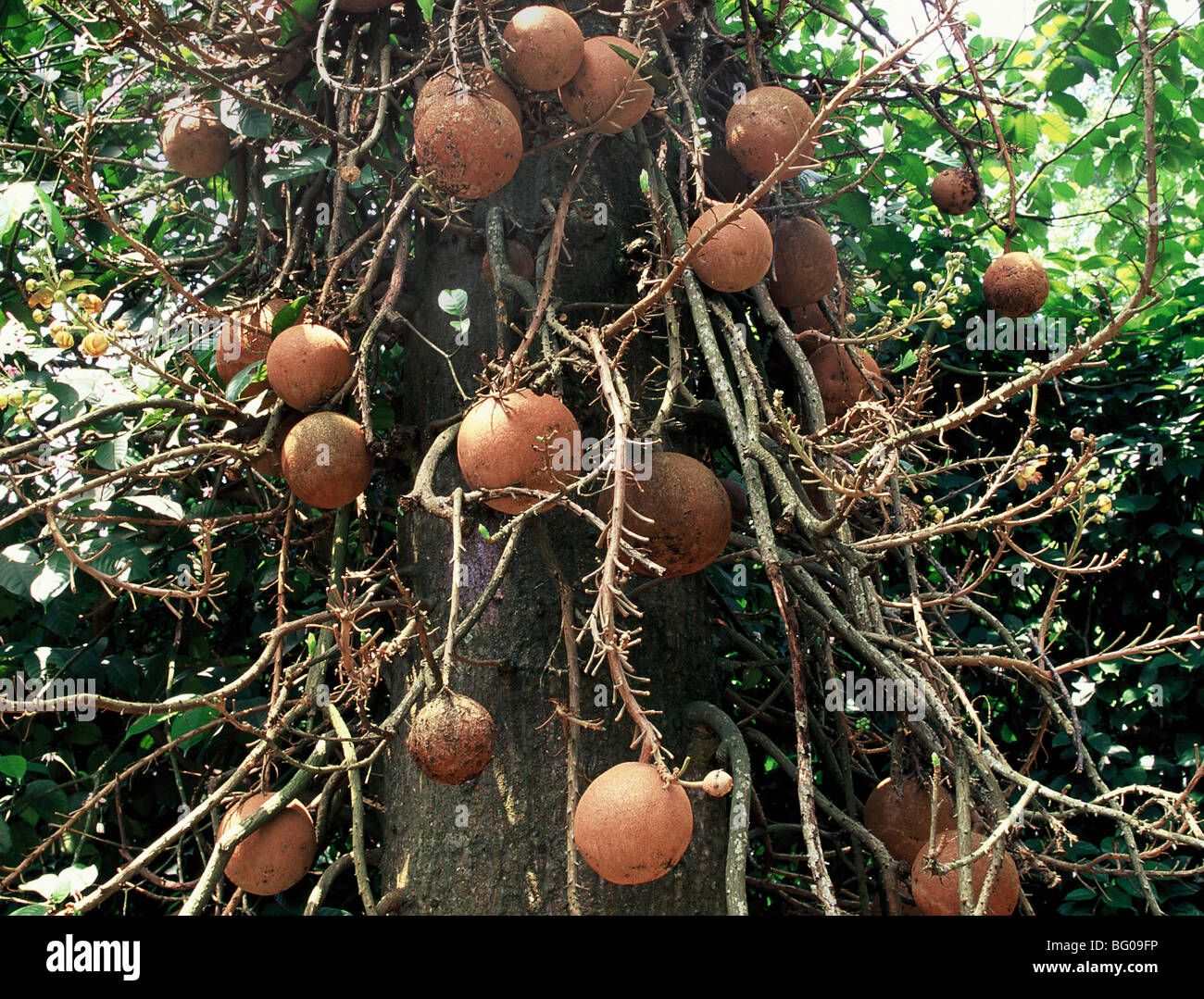 Cannonball Tree Stock Photo