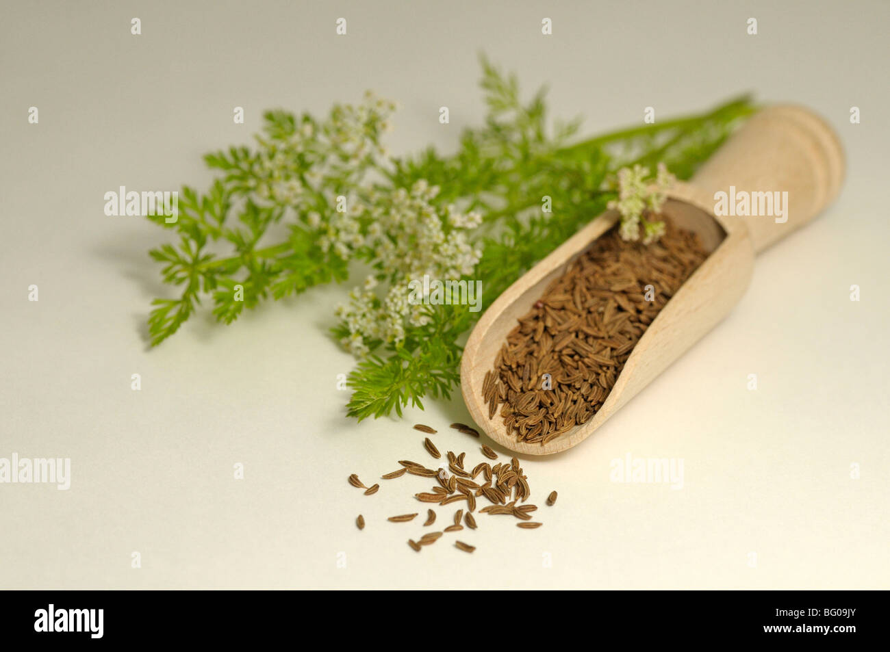 Caraway (Carum carvi). Leaves, seeds and flowers, studio picture. Stock Photo