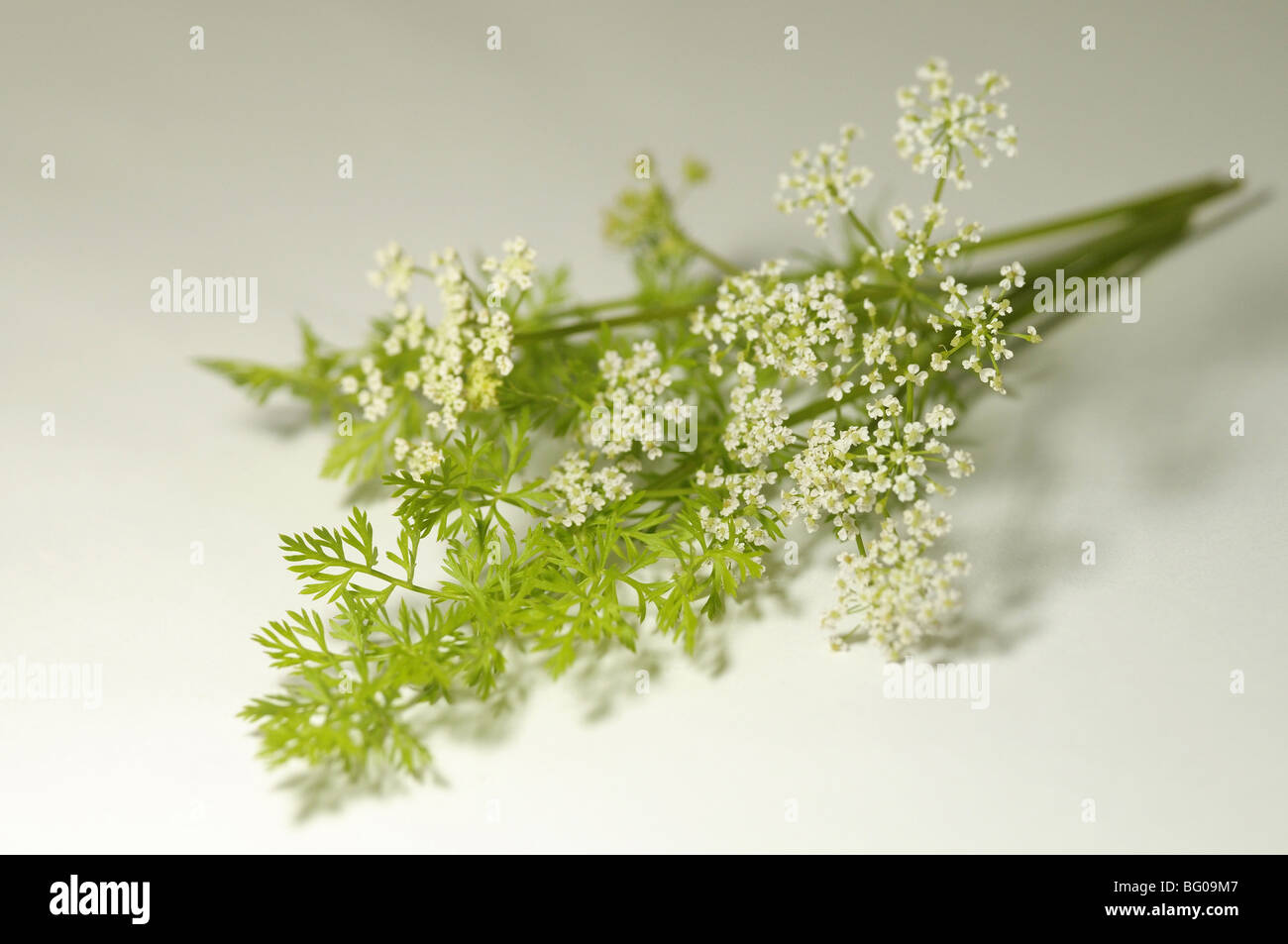 Caraway (Carum carvi). Leaves and flowers, studio picture. Stock Photo