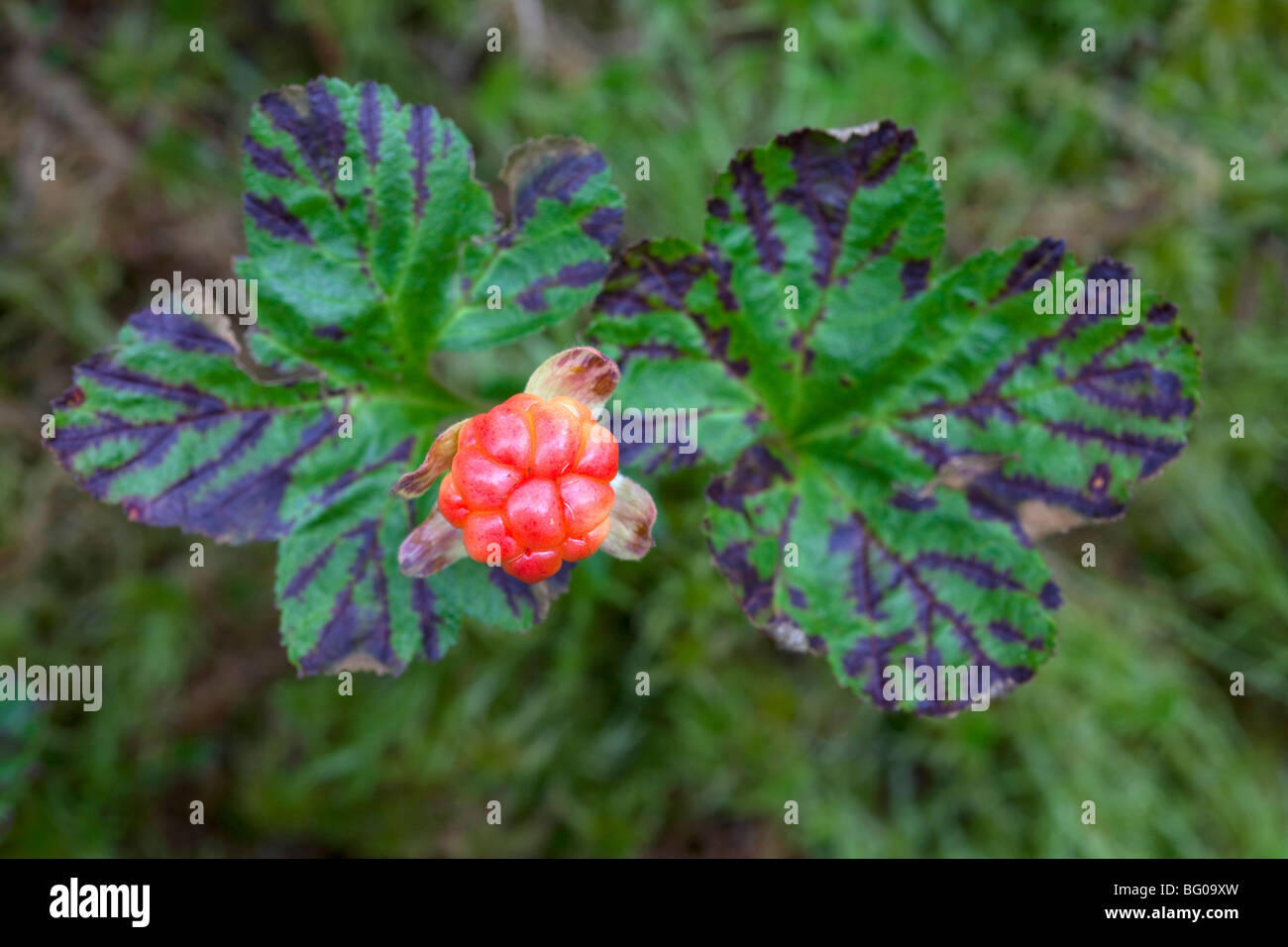 Cloudberry (Rubus chamaemorus), plant with berry Stock Photo - Alamy