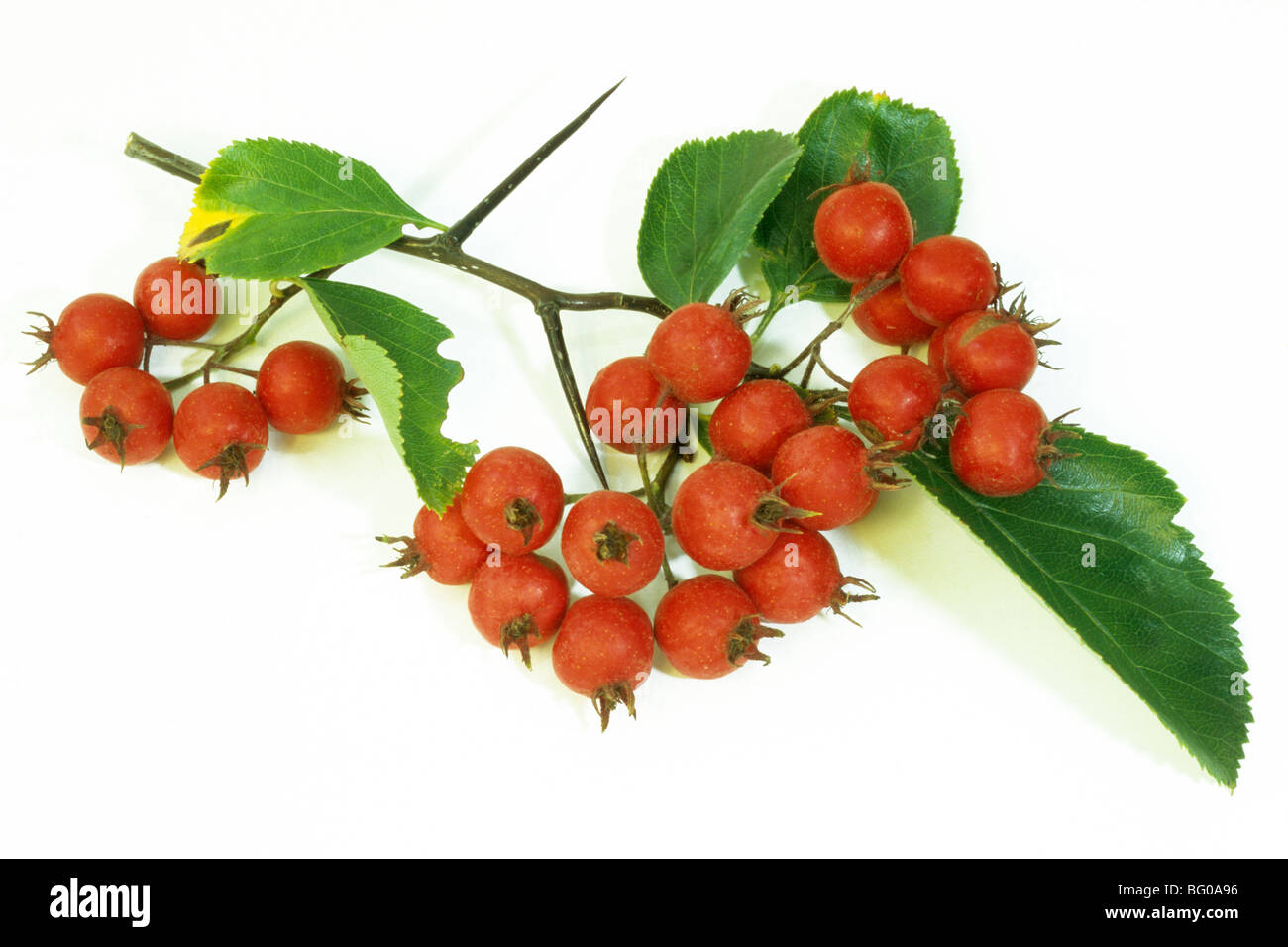 Hawthorn (Crataegus prunifolia, Crataegus persimilis), twig with ripe berries, studio picture. Stock Photo