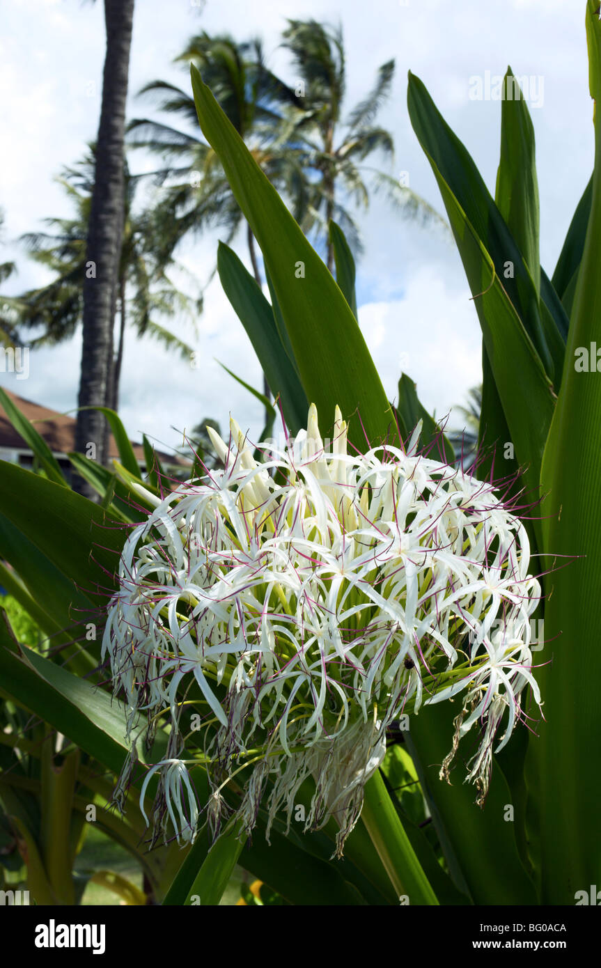 White flowers of spider lily Kauai HI Stock Photo