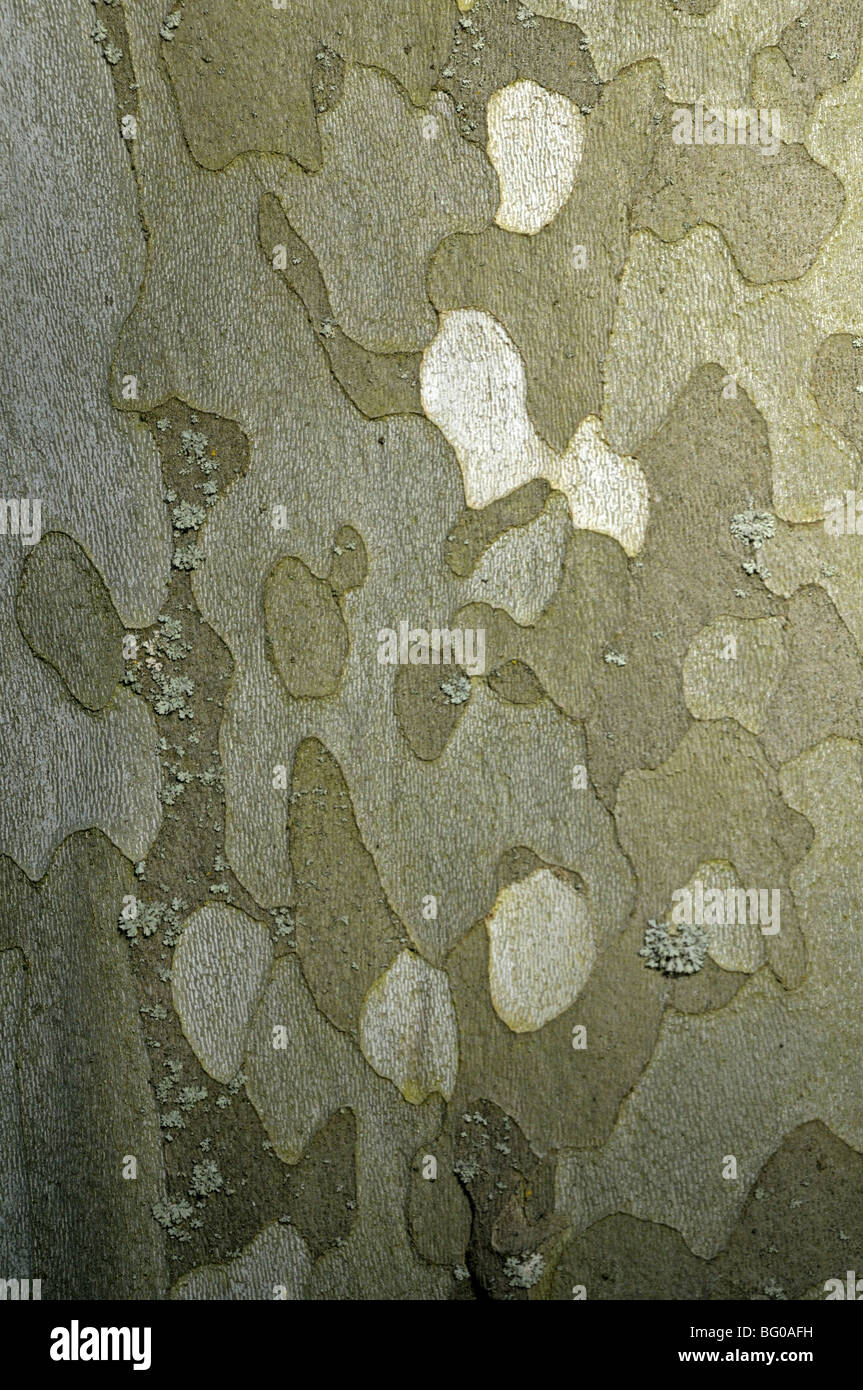 London Plane (Platanus x acerifolia, Platanus x hispanica). Close-up of bark. Stock Photo