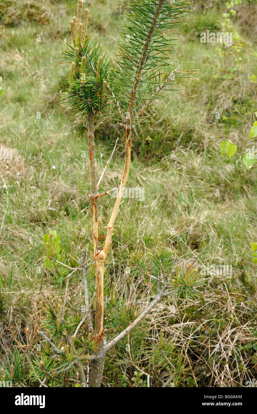 European Roe Deer (Capreolus capreolus). Young pine destroyed by buck shedding velvet. Stock Photo