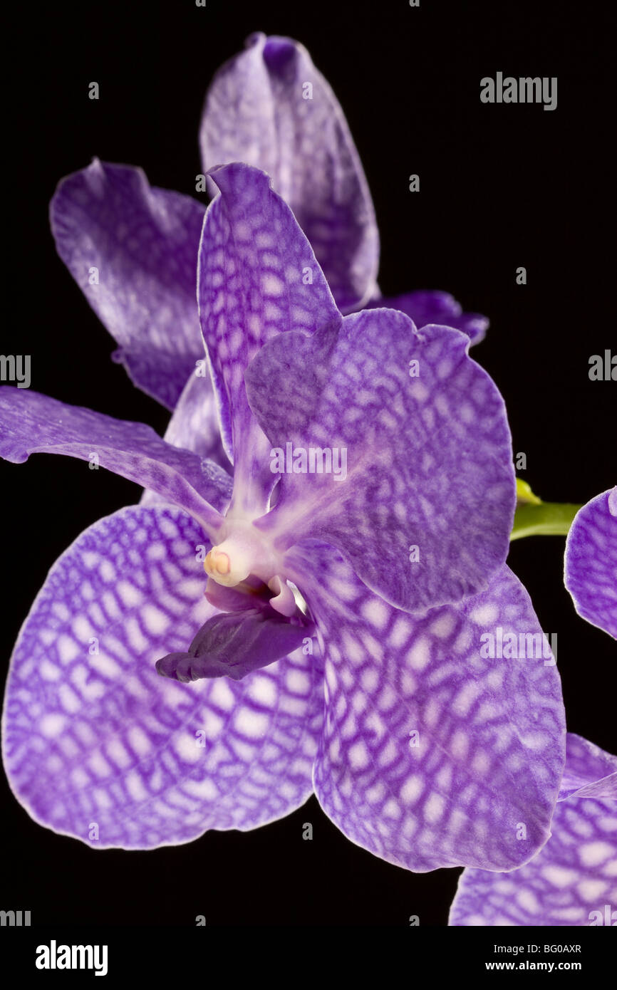 close up of Vanda Pakchong Blue orchid against a black background hybrid of Vanda coerulea Stock Photo