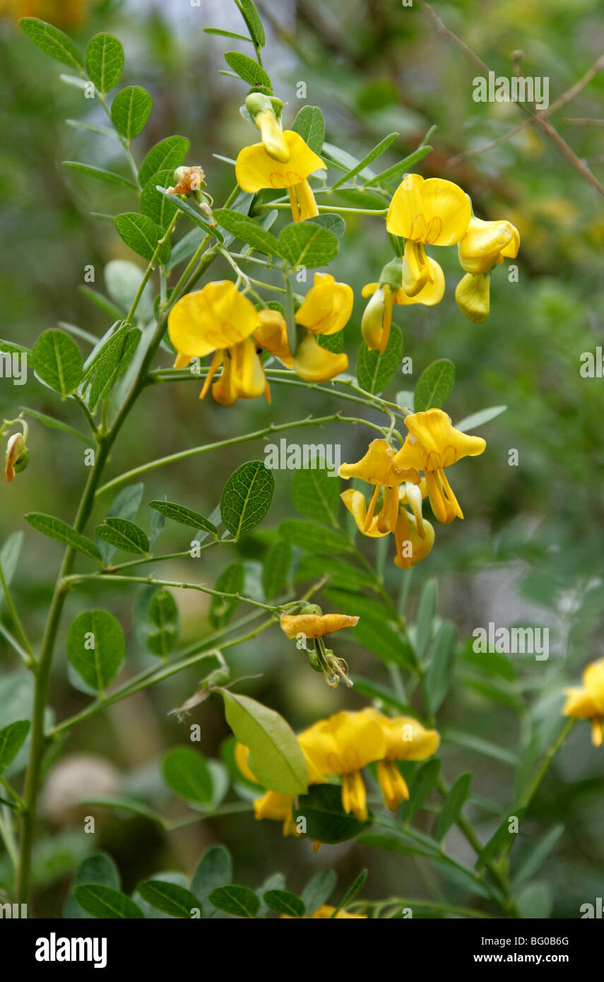 Bladder Senna, Bladder-Senna, Bladdersenna, Colutea cilicica, Fabaceae, South East Europe, Caucasus Stock Photo