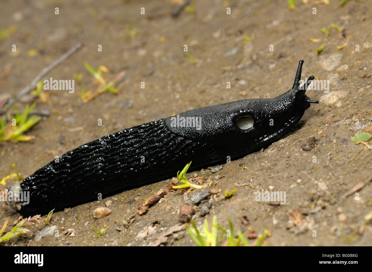 Large Black Slug, Greater Black Slug, Black Arion (Arion ater). Stock Photo