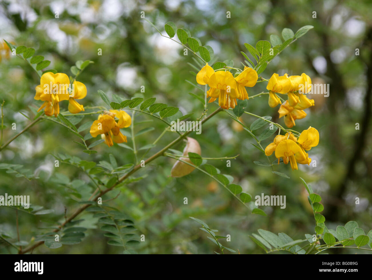 Bladder Senna, Bladder-Senna, Bladdersenna, Colutea cilicica, Fabaceae, South East Europe, Caucasus Stock Photo