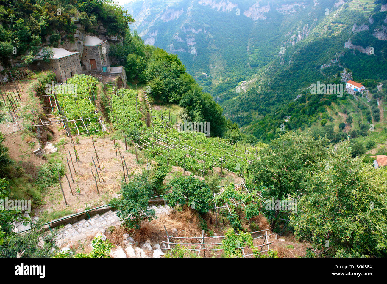 Amalfi vineyards in the high mountains of the Amalfi coastal range Stock Photo