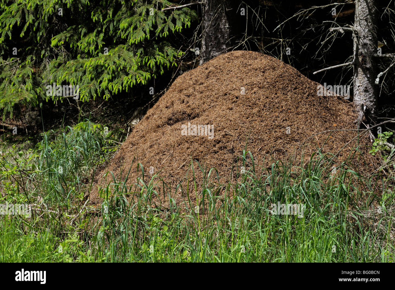 Wood Ant (Formica rufa), ant heap at the edge of a wood. Stock Photo