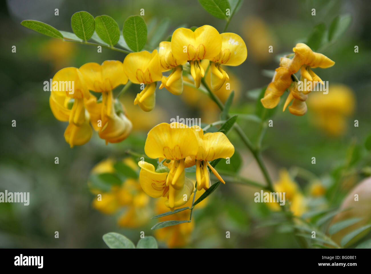 Bladder Senna, Bladder-Senna, Bladdersenna, Colutea cilicica, Fabaceae, South East Europe, Caucasus Stock Photo