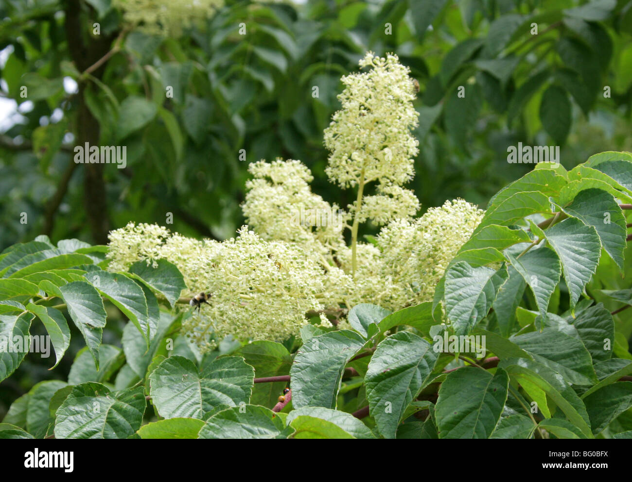 Japanese Angelica Tree, Aralia elata, Araliaceae, Japan, Korea, China, Russia Stock Photo