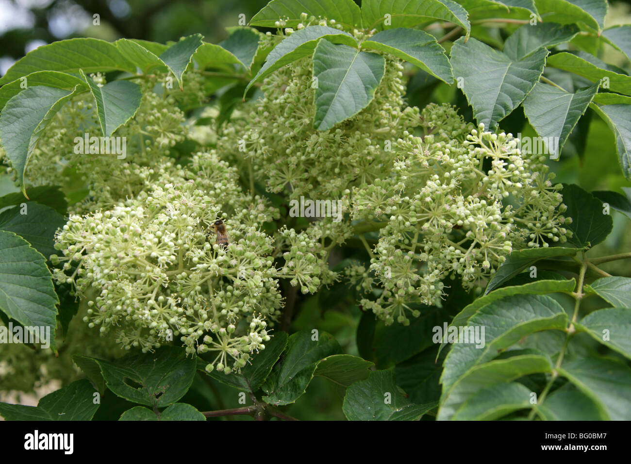 Japanese Angelica Tree, Aralia elata, Araliaceae, Japan, Korea, China, Russia Stock Photo