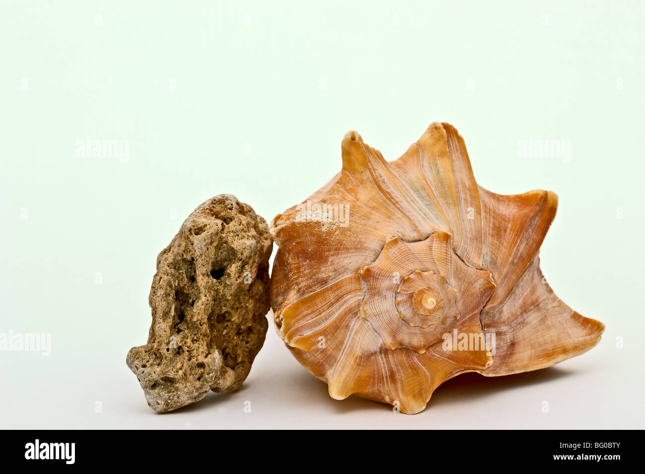 Conch shell next to a piece of coquina Stock Photo