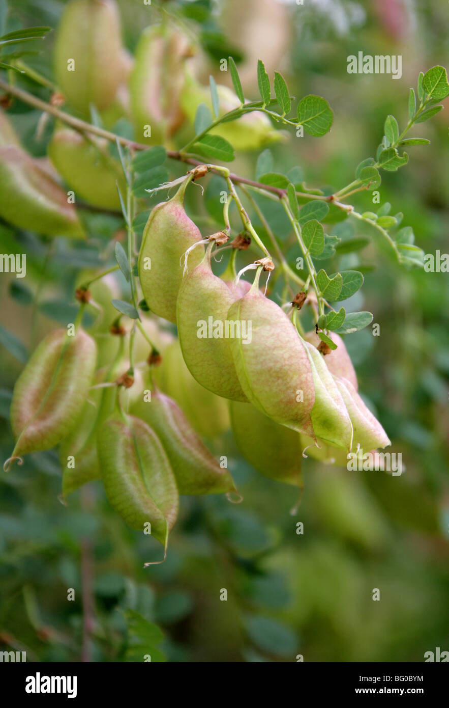 Common Bladder Senna, Colutea arborescens, Fabaceae, North and Central Mediterranean. Seed Pods. Stock Photo