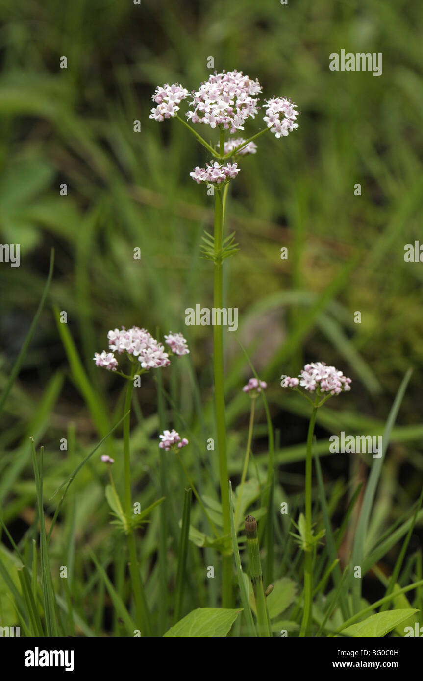 Marsh Valerian (Valeriana dioica), flowering plant. Stock Photo