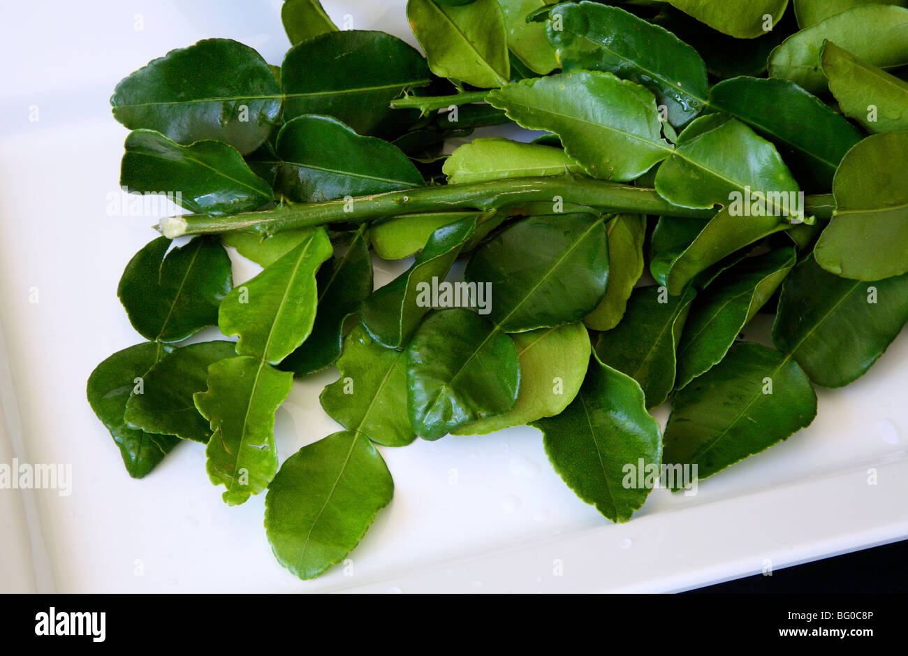 Leaves of the kaffir lime (limau purut),  native to Indonesia, Malaysia, and Thailand, for culinary and medicinal uses Stock Photo