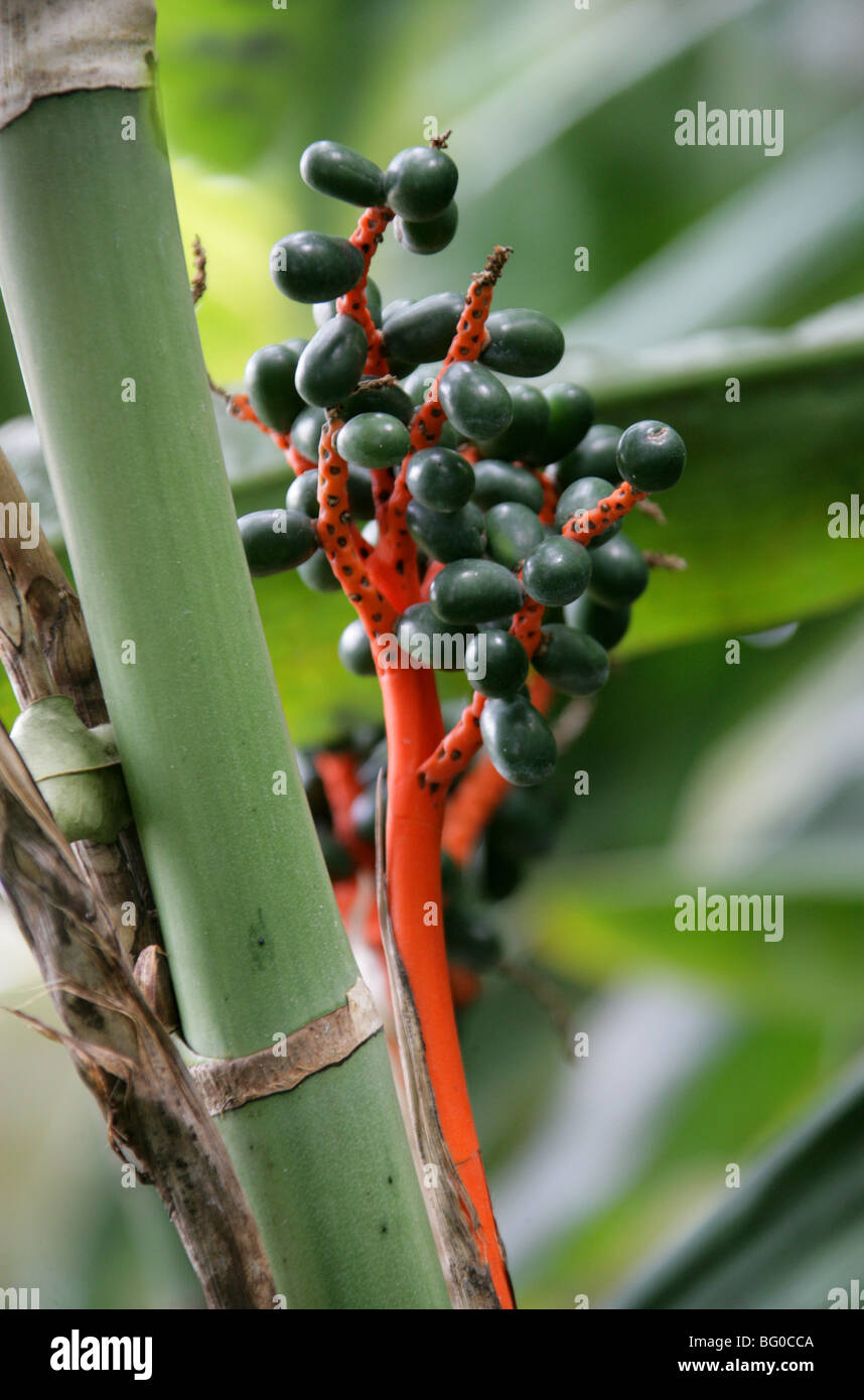 Pacaya or Pacaya Palm, Chamaedorea alternans, Arecaceae (Palmae). Southern Mexico. Stock Photo