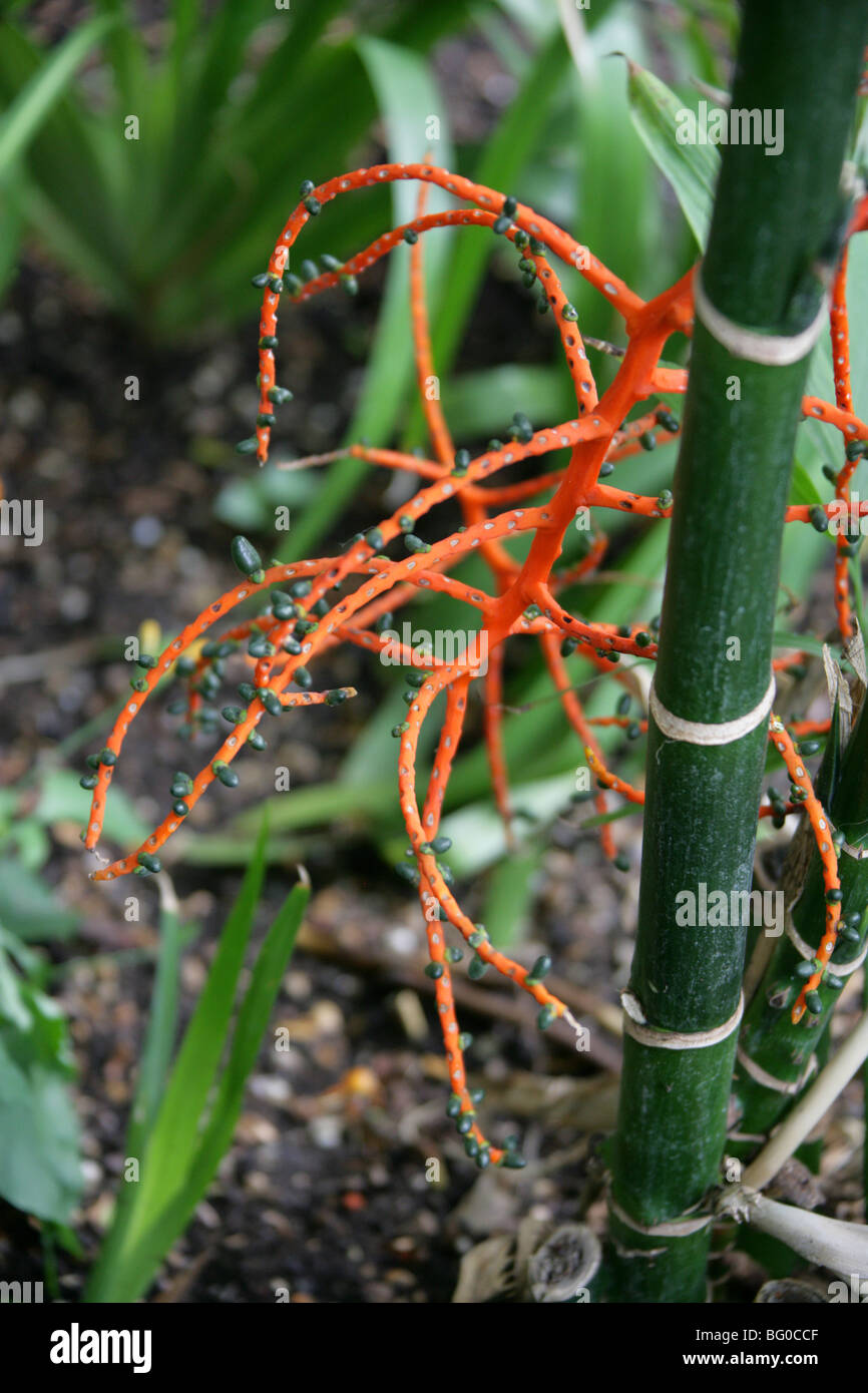 Pacaya or Pacaya Palm, Chamaedorea tepejilote, Arecaceae (Palmae) Stock Photo
